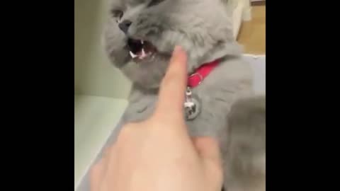 angry cat