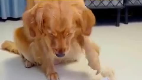 Possessive Pooch