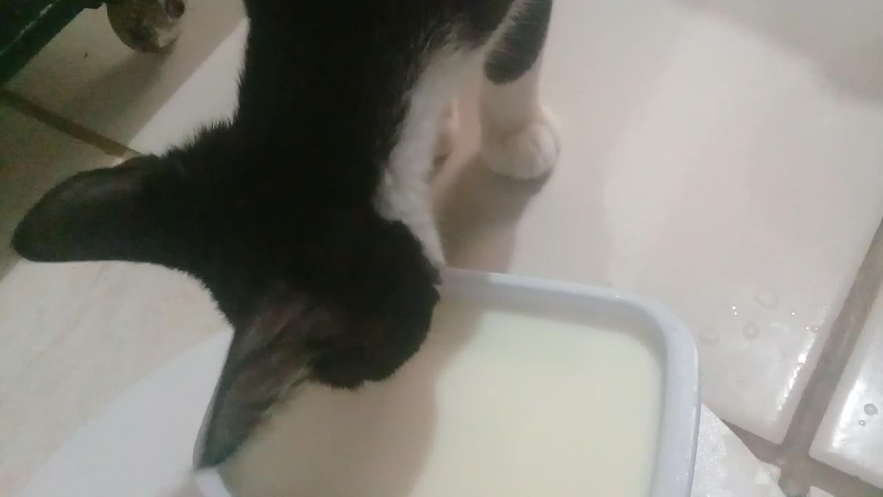 cat drinking milk