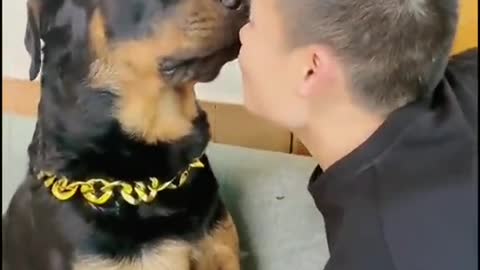 Funny dog try fun with man