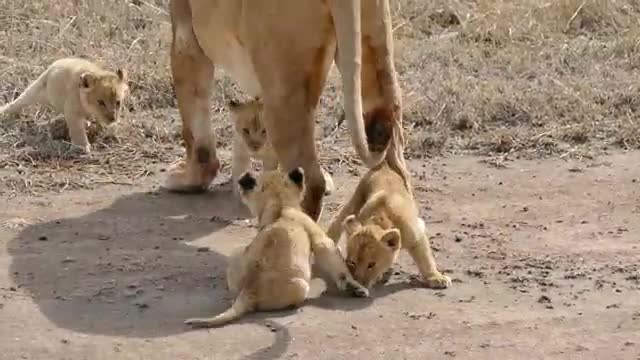 Lion cubes enjoying their first outdoors