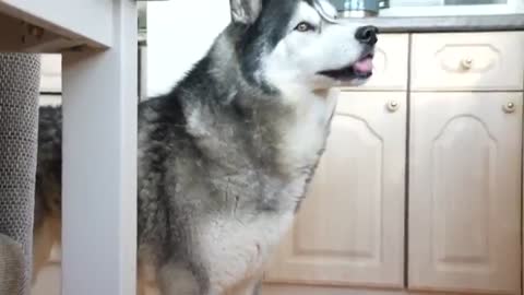 Husky STOMPS Paws ANGRILY When I Hide in Plain Sight!