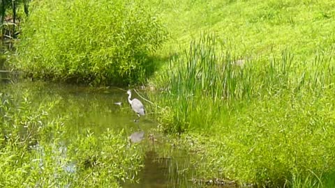 Great Blue Heron Seeks Fish