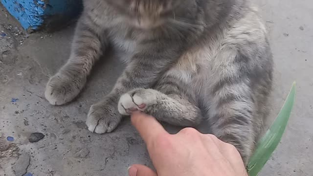 You can pet, but don't touch my legs)