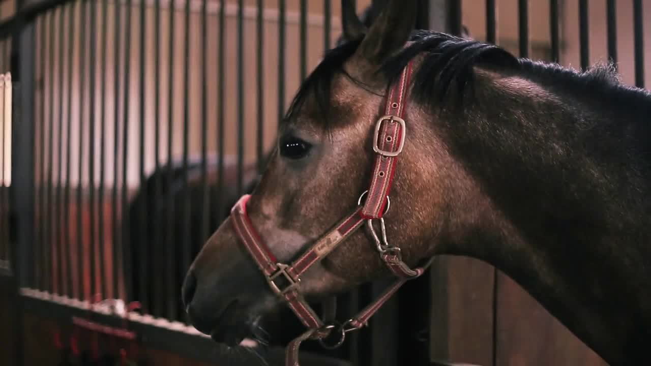 Close up face beautiful horse in the farm portrait mammal