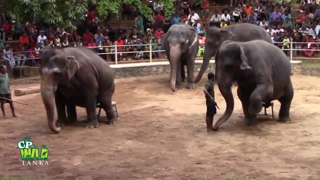 Elephants Dance