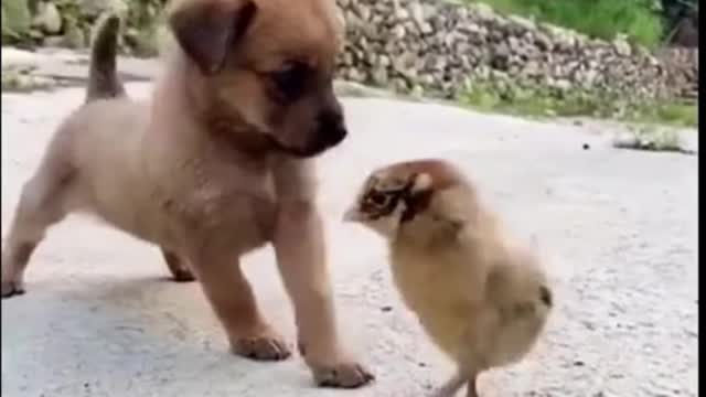 Latest version of the year|Funny cat and dog|Interesting pet dogs and cats