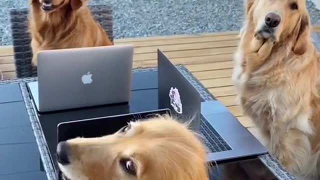 funny puppy videos try not to laugh 2022,try not to