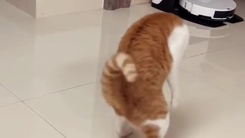 A dancing cat ，A lovely companion