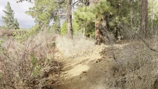 Gorgeous Shoreline Hiking on Deschutes River Trail – Central Oregon – 4K