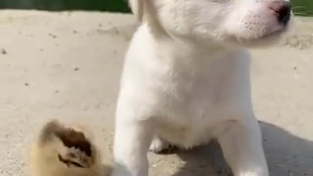 Funny Animal Videos - Awesome Funny Pet Animals | Cute Animals | Super Funny Dog Videos #short video