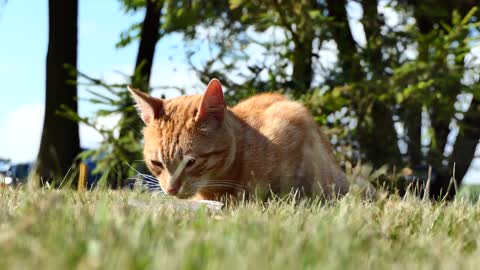 redhead PRINCESS on a #picnic