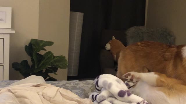 Corgi Royal Tumble