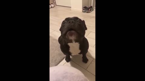 Funny and cute dog