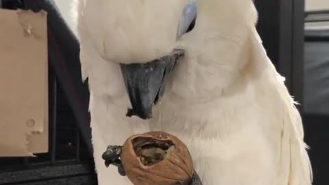 Cockatoo the little Nut Cracker 🤭