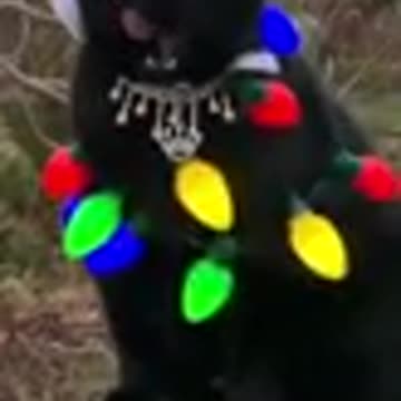 Cats are so funny FUNNY CAT VIDEOS