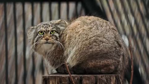 Eve is the most beautiful Pallas's cat_p1