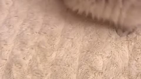 Super cute little cat