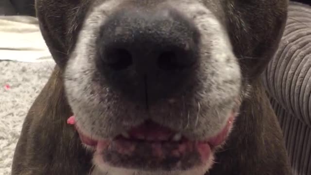 Just a dog watching his human eat