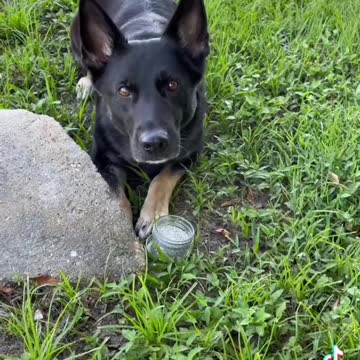 Myth Busting Cadaver Dogs Series