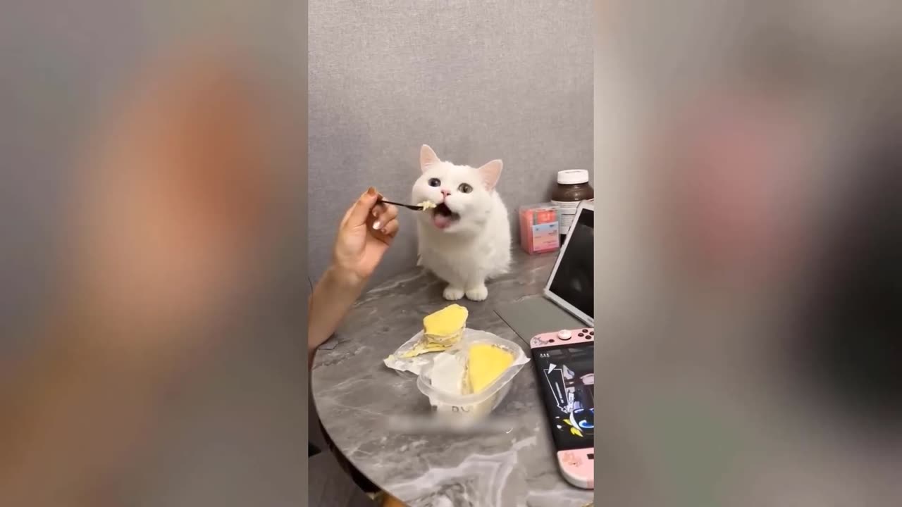 Funny cats video