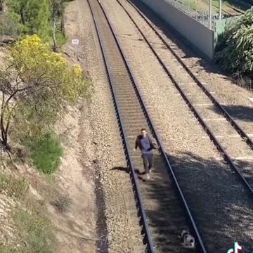 Chien sauvé du train