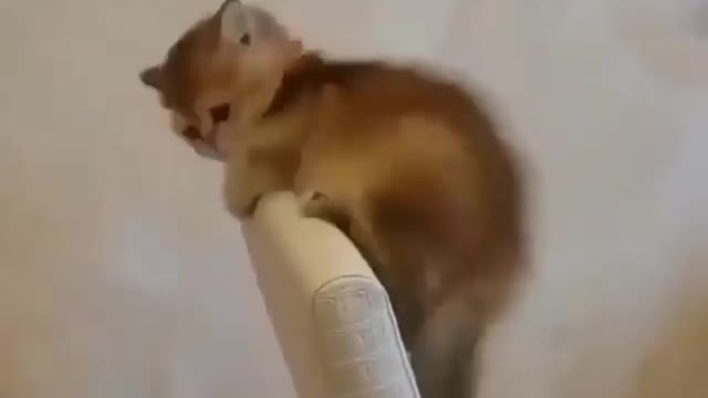 Aww Cute-cat video 😍