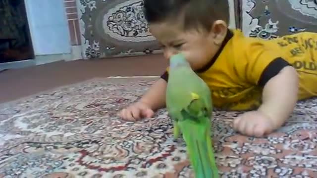 Kisiing of parrot to a baby boy so amazing