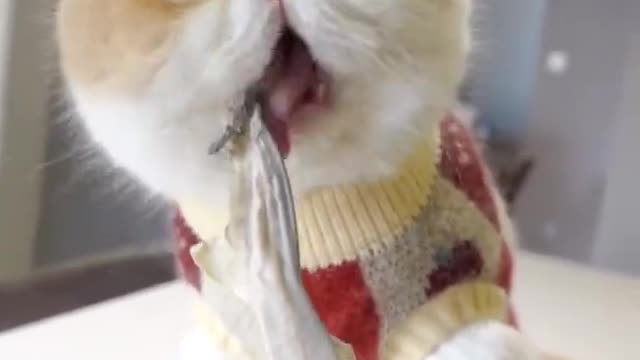Funniest Cat is Angry_ Best Funny Animal Videos