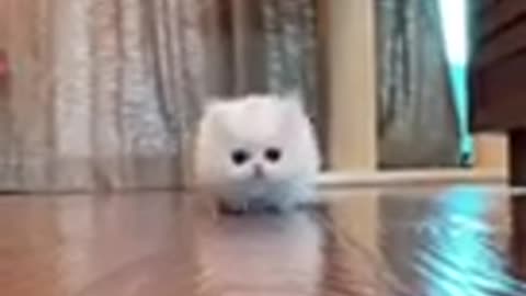 cat decides to take nap in truly hilarious position