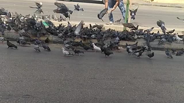 The pigeons are eating and everyone is watching.....