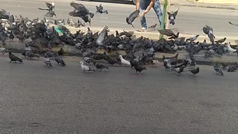 The pigeons are eating and everyone is watching.....