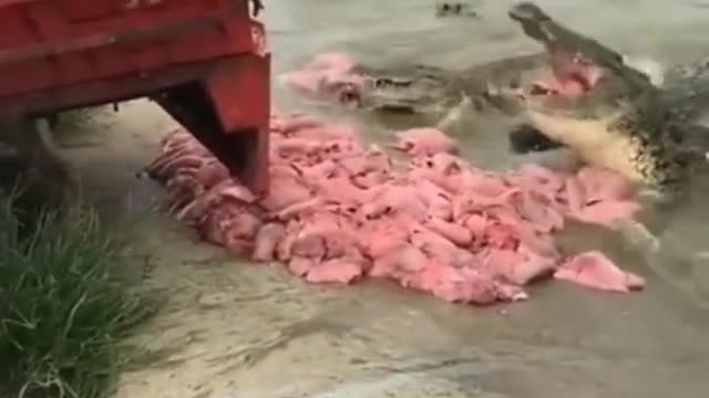 Crocodiles Feasting