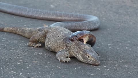 Cobra Latches onto Monitor Lizard