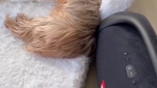 waking up the puppy