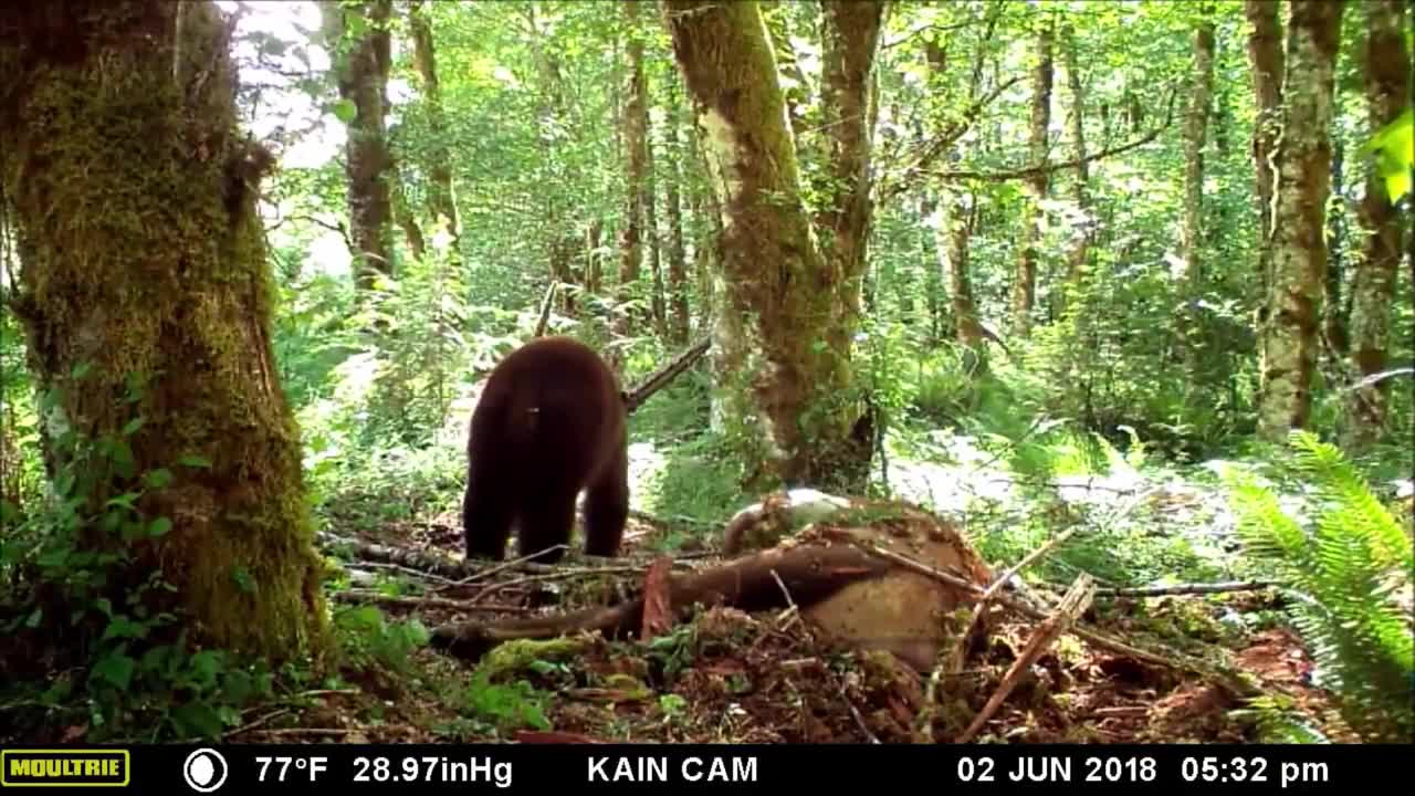 Big Washington Black Bear eating elk