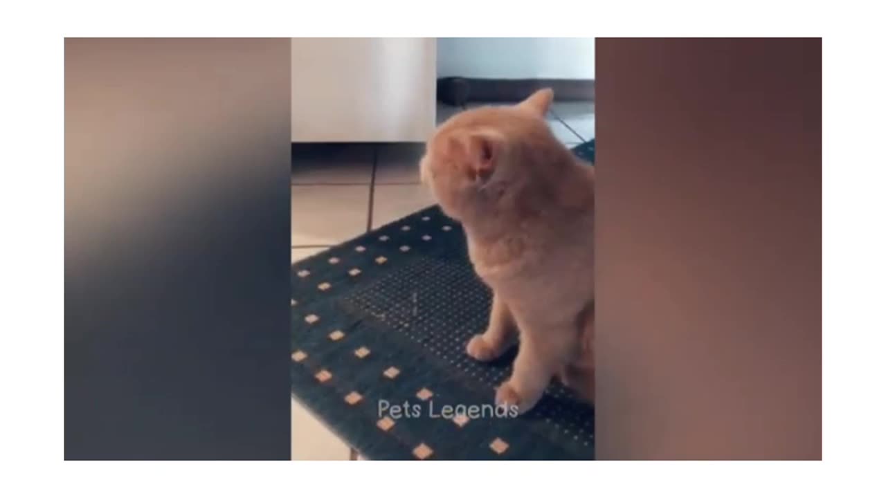 Funny video