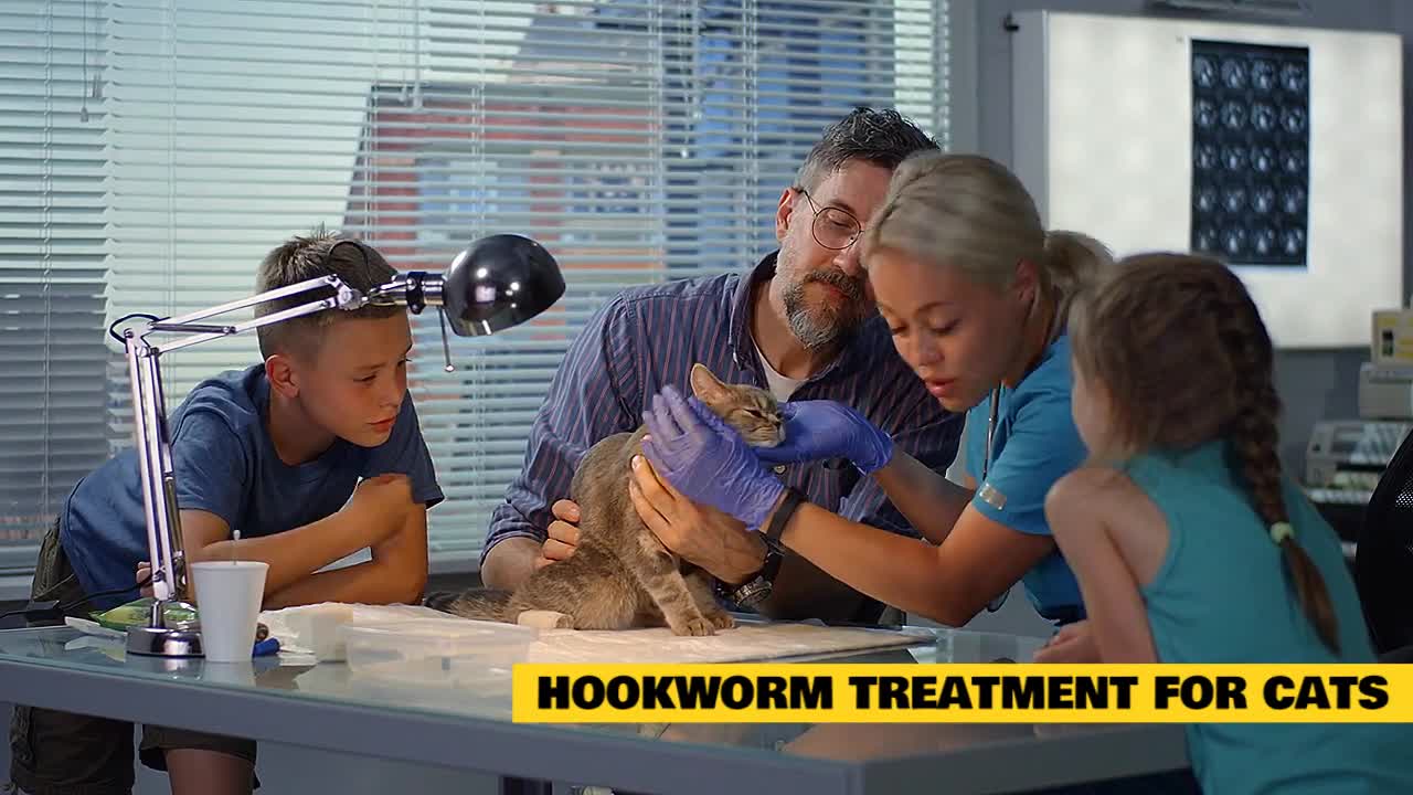 Cat 101: Hookworms in Cats and its Treatment