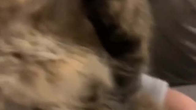 Cute cat chews with her hand on her mouth