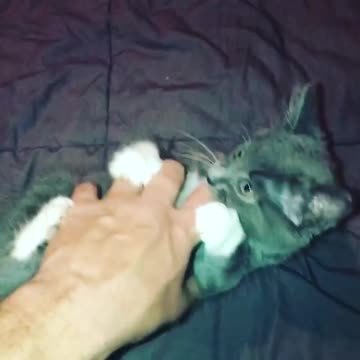 Playing With Caty Dark mode