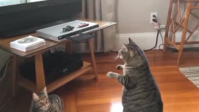 cat funny video aaaaa