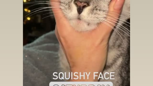 Squishy face