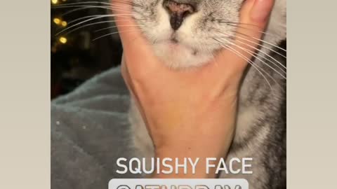 Squishy face