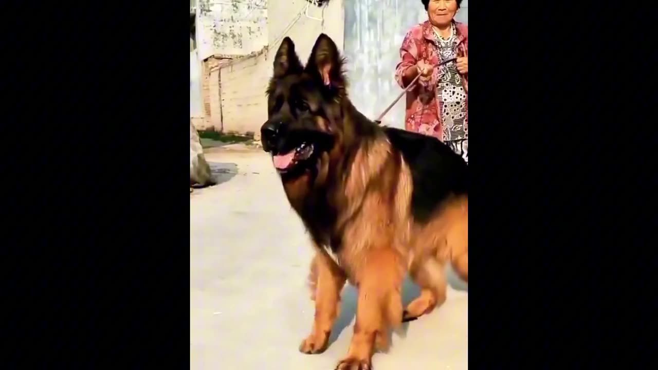 Domestic Dog❤️