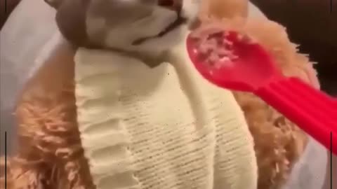 Cats that are funny