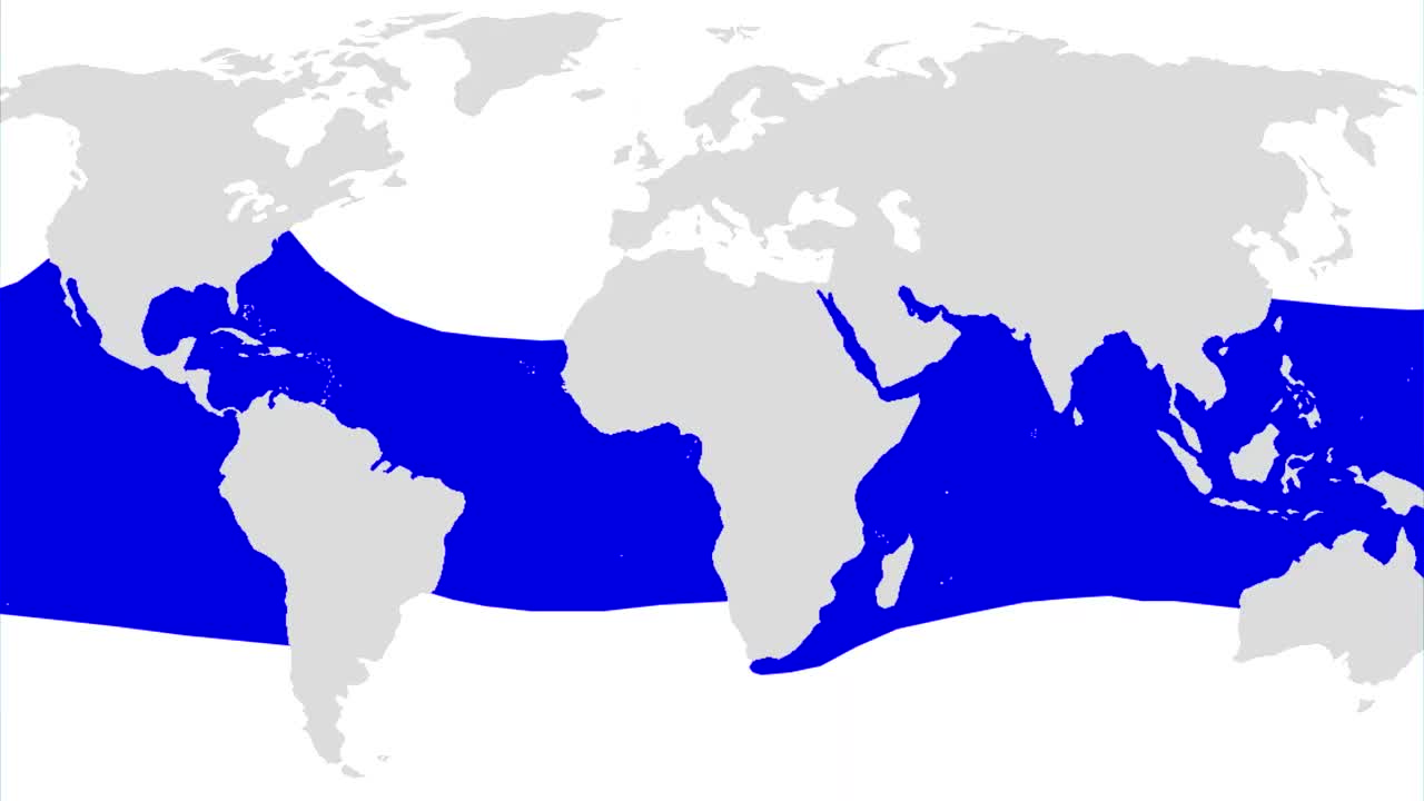 watch these crazy facts about the whale shark
