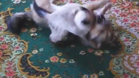 Cat vs dog