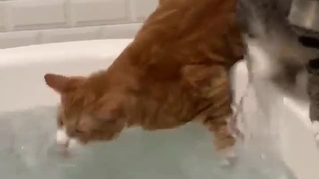 Cat scared to water pool |very funny video |