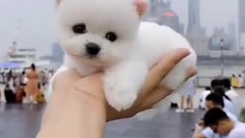 Cute Puppy 😍😍