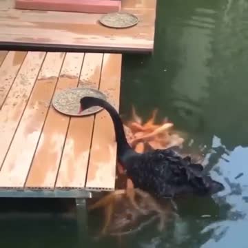 She is helping of fish